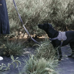 Kentucky Dogwear Hondenharnas Body Safe Wool -Beste Hondenartikelen Winkel 3cv4POKfLqkROohRgTy7mJo09oTg2M metaS2VudHVja3ktRG9nd2Vhci1Ib25kZW5oYXJuYXMtQm9keS1TYWZlLVdvb2wtZ3JpanMtc2ZlZXIucG5n