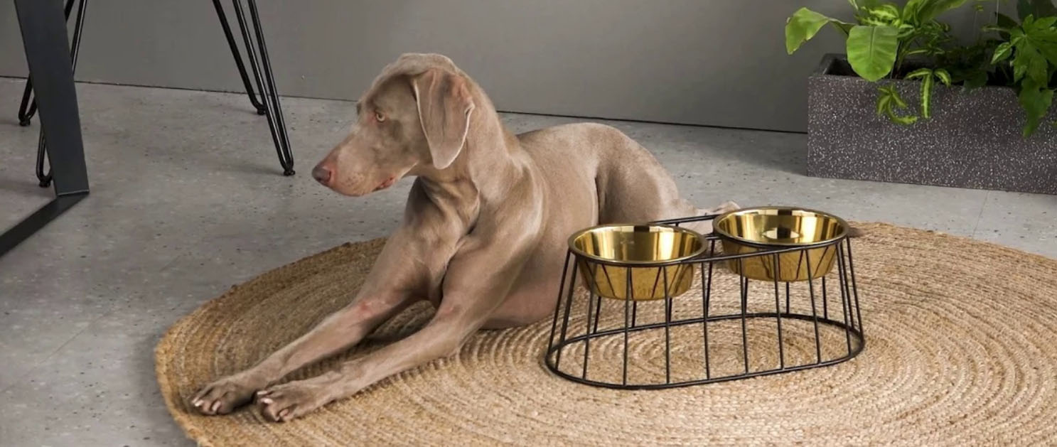 Beste Hondenartikelen Winkel -Beste Hondenartikelen Winkel FGJJ