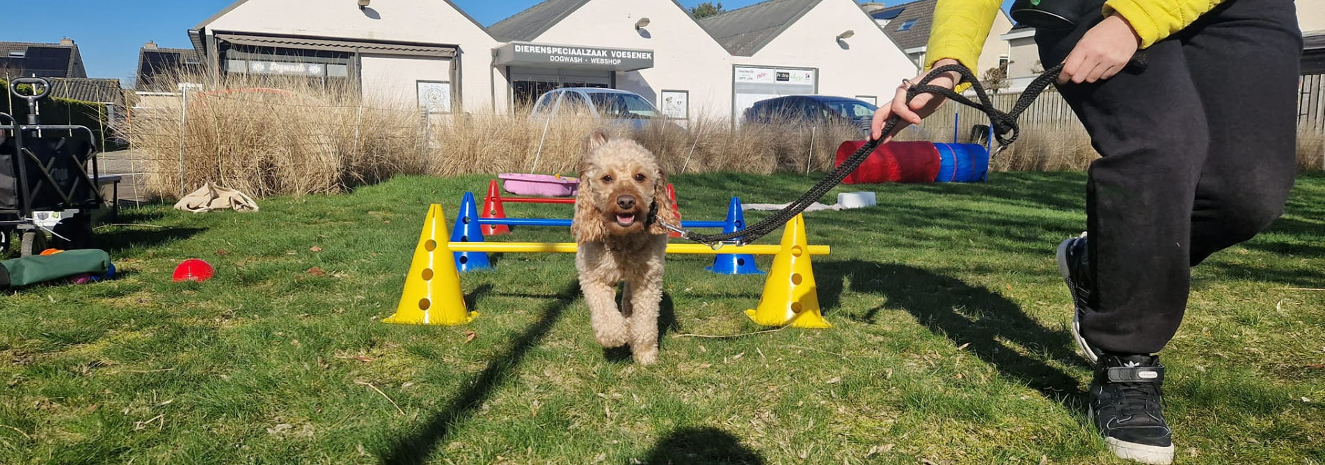 Beste Hondenartikelen Winkel -Beste Hondenartikelen Winkel HJGHK