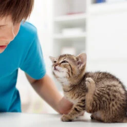 Beaphar Fiprotec Spray 13 Beaphar Fiprotec Spray -Beste Hondenartikelen Winkel beaphar fiprotec spray 213596 2000 none