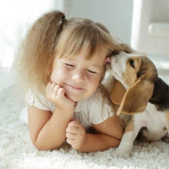 Beaphar Fiprotec Spray 14 Beaphar Fiprotec Spray -Beste Hondenartikelen Winkel beaphar fiprotec spray 213632 2000 none