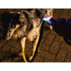 Beeztees Safety Gear Parinca Premium Hondenriem -Beste Hondenartikelen Winkel beeztees safety gear parinca premium hondenriem 215036 2000 none