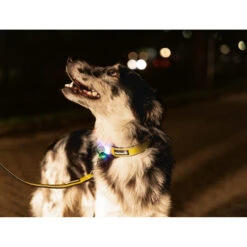 Beeztees Safety Gear Parinca Premium Hondenriem -Beste Hondenartikelen Winkel beeztees safety gear parinca premium hondenriem 215048 2000 none