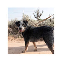 Carhartt Journeyman Leash 12 Carhartt Journeyman Leash -Beste Hondenartikelen Winkel carhartt journeyman leash 187047 1000 none