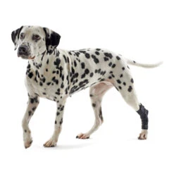 Kruuse Rehab Hakbeschermer 16 Kruuse Rehab Hakbeschermer -Beste Hondenartikelen Winkel db71eec5e8ba1bad92943ea0e2726d05a6932cce474e33a26dd76e163f0568ca 3