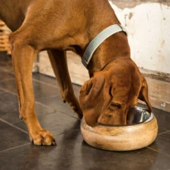 Designed By Lotte Houten Eet- En Drinkbak Mandira 19 Designed By Lotte Houten Eet- En Drinkbak Mandira -Beste Hondenartikelen Winkel designed by lotte houten eet en drinkbak mandira 170023 2000 none