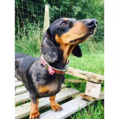 DWAM Halsband Boho Rosa -Beste Hondenartikelen Winkel dwam halsband boho rosa 132071 1000 none