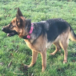 DWAM Halsband Boho Rosa -Beste Hondenartikelen Winkel dwam halsband boho rosa 133652 2000 none