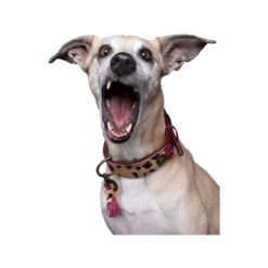 DWAM Halsband Lou Lou -Beste Hondenartikelen Winkel dwam halsband lou lou 182182 1000 none