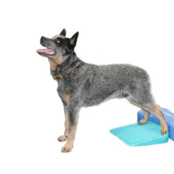 FitPAWS Balance Ramp -Beste Hondenartikelen Winkel fitpaws balance ramp 176143 0500 none