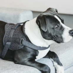 Kentucky Dogwear Hondenharnas Body Safe Wool -Beste Hondenartikelen Winkel gO0eCCPgxvGF5vDYCfNhuoTrRxIvBo metaS2VudHVja3ktRG9nd2Vhci1Ib25kZW5oYXJuYXMtQm9keS1TYWZlLVdvb2wtZ3JpanMtc2ZlZXItMi5wbmc