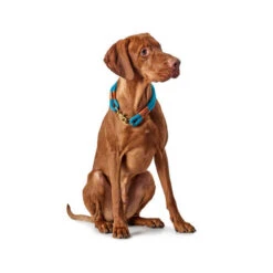 Hunter Halsband Oss -Beste Hondenartikelen Winkel hunter halsband oss 116343 0500 none