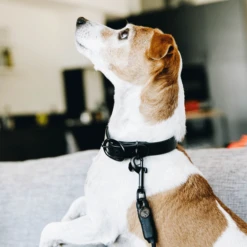 Kentucky Dogwear Soft Rubber Hondenhalsband -Beste Hondenartikelen Winkel kentucky dogwear soft rubber hondenhalsband 219264 0500 none