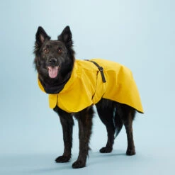 PAIKKA Visibility Raincoat Lite Yellow -Beste Hondenartikelen Winkel mW2Bw3791R8VnpD5P3PKMJkiXIFNZn metaUGFpa2thLVZpc2liaWxpdHktUmFpbmNvYXQtTGl0ZS1ZZWxsb3c0LmpwZw