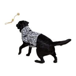 Medical Pet Top Shirt - Zebraprint -Beste Hondenartikelen Winkel medical pet top shirt zebraprint 150701 1000 none