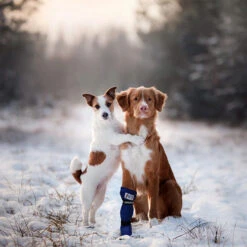 Medical Pet Shirt Boot -Beste Hondenartikelen Winkel medical pets boot 167509 0500 none