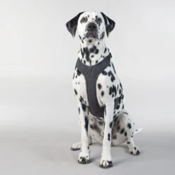 PAIKKA Visibility Harness 37 PAIKKA Visibility Harness -Beste Hondenartikelen Winkel paikka visibility harness 217809 2000 none