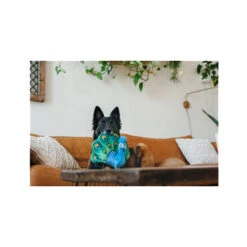 P.L.A.Y. Fetching Flock - Peacock -Beste Hondenartikelen Winkel play fetching flock peacock 182614 0500 none