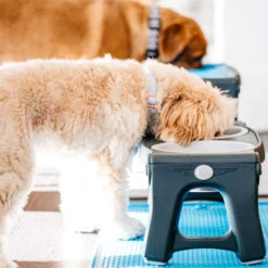 Popware Adjustable Height Pet Feeder -Beste Hondenartikelen Winkel popware adjustable height pet feeder 164587 2000 none