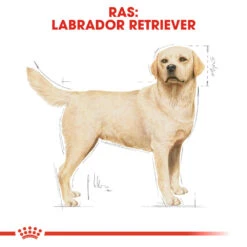 Royal Canin Labrador Retriever Adult - Hondenvoer -Beste Hondenartikelen Winkel royal canin labrador retriever adult hondenvoer 139357 1000 none