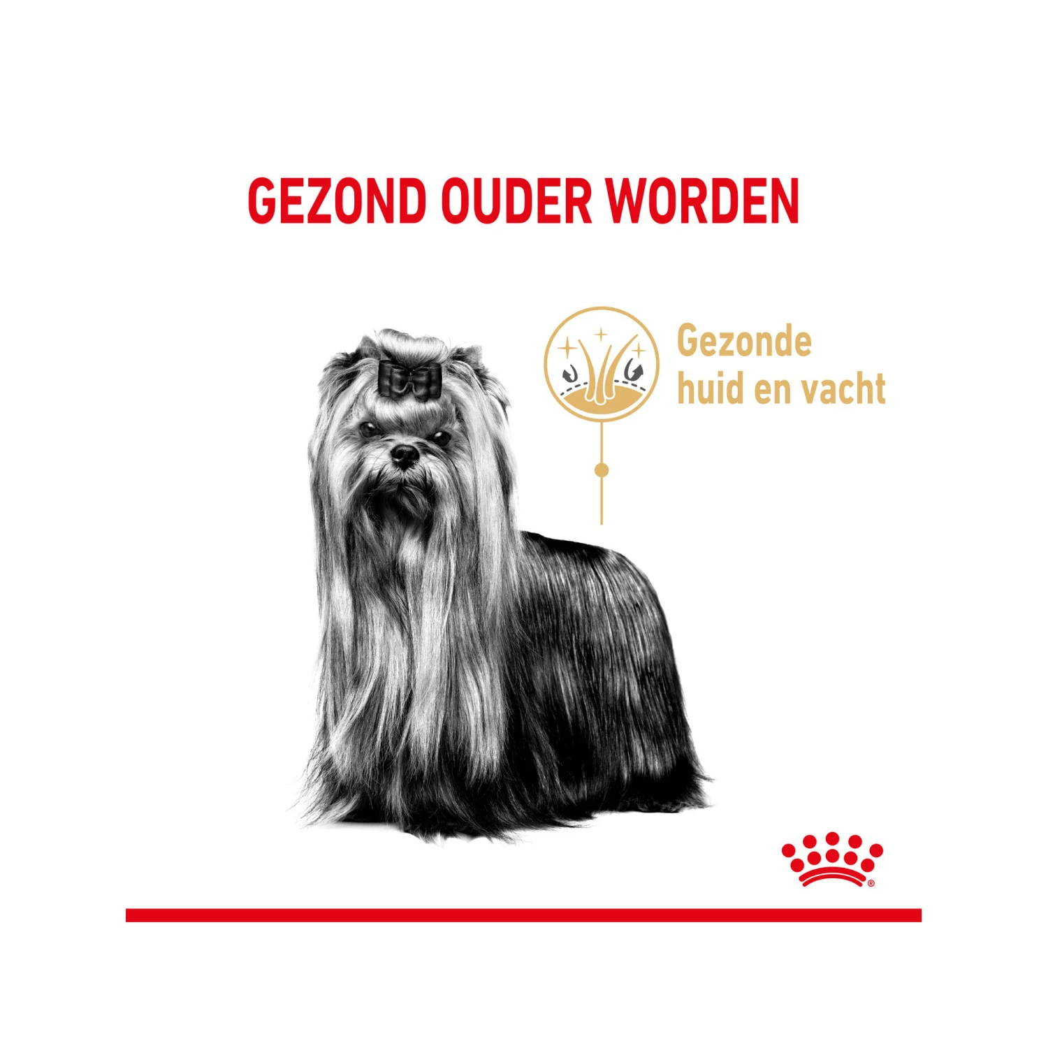 Royal Canin Yorkshire Terriër Adult 8+ 7 Royal Canin Yorkshire Terriër Adult 8+ - Afbeelding 5
