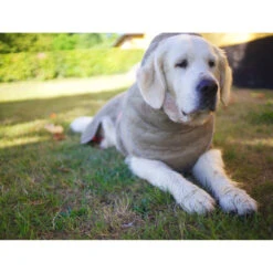 Siccaro WetDog SupremePro 2.0 -Beste Hondenartikelen Winkel siccaro wetdog supremepro 20 216998 2000 none