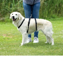 Trixie Stay Hondentuig -Beste Hondenartikelen Winkel trixie stay hondentuig 95231 0500 none