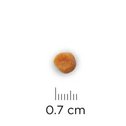 Phytonics L-Lysine Comp -Beste Hondenartikelen Winkel hills yd thyroid care prescription diet feline 147521 1000 none