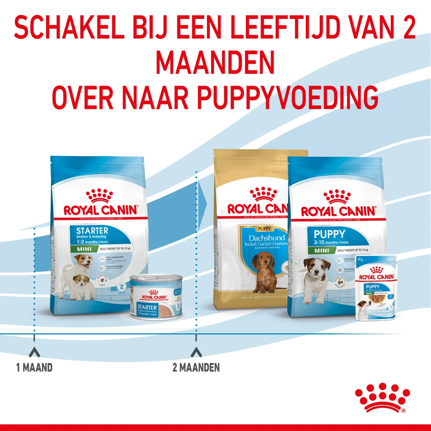 Royal Canin Mini Starter Mother & Babydog - Hondenvoer 10 Royal Canin Mini Starter Mother & Babydog - Hondenvoer - Afbeelding 8