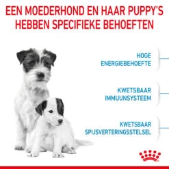 Royal Canin Mini Starter Mother & Babydog - Hondenvoer 18 Royal Canin Mini Starter Mother & Babydog - Hondenvoer -Beste Hondenartikelen Winkel royal canin mini starter mother babydog hondenvoer 207002 2000 none