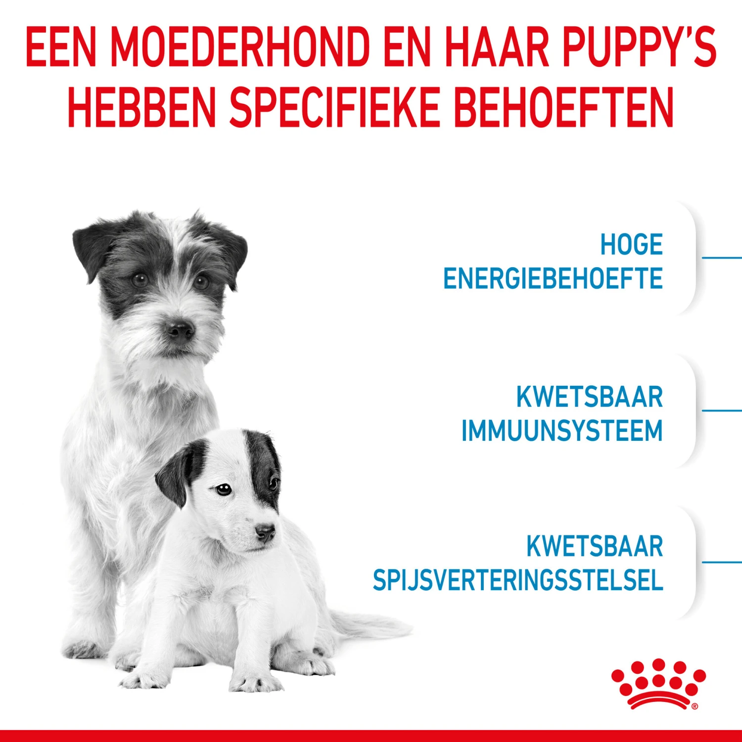 Royal Canin Mini Starter Mother & Babydog - Hondenvoer 7 Royal Canin Mini Starter Mother & Babydog - Hondenvoer - Afbeelding 5